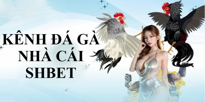 Cách xem đá gà online là truy cập hệ thống SHBET